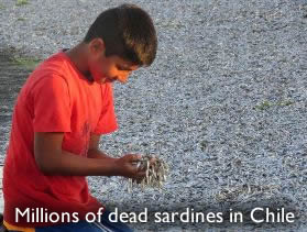 Dead sardines Chile