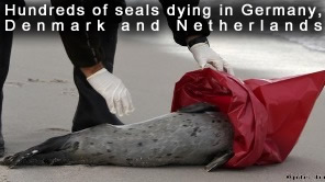 Dead Seals in Germany