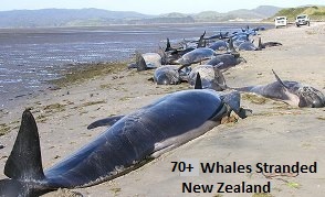 Stranded Whales New Zealand