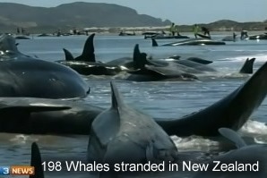 Stranded whales New Zealand