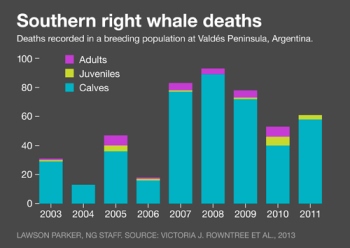 Whale Deaths Argentina