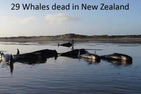 Dead whales in New Zealand